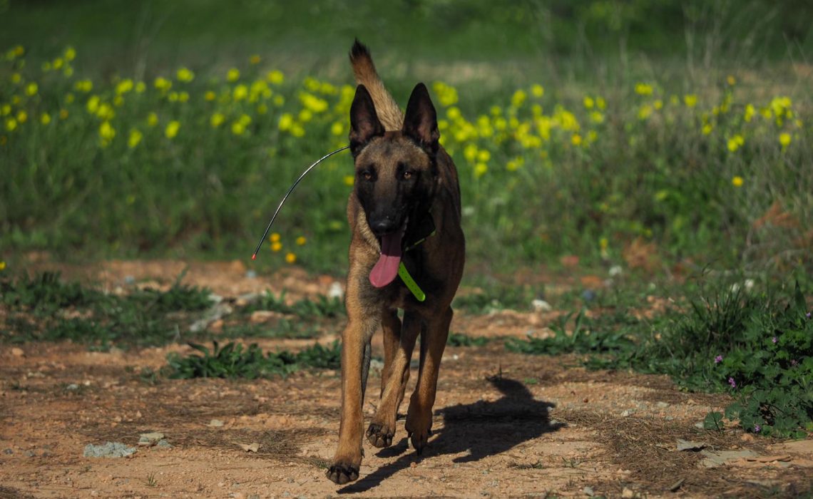 Jack, Pastor Belga Malinois cedido a la unidad de Rescate de Ibiza