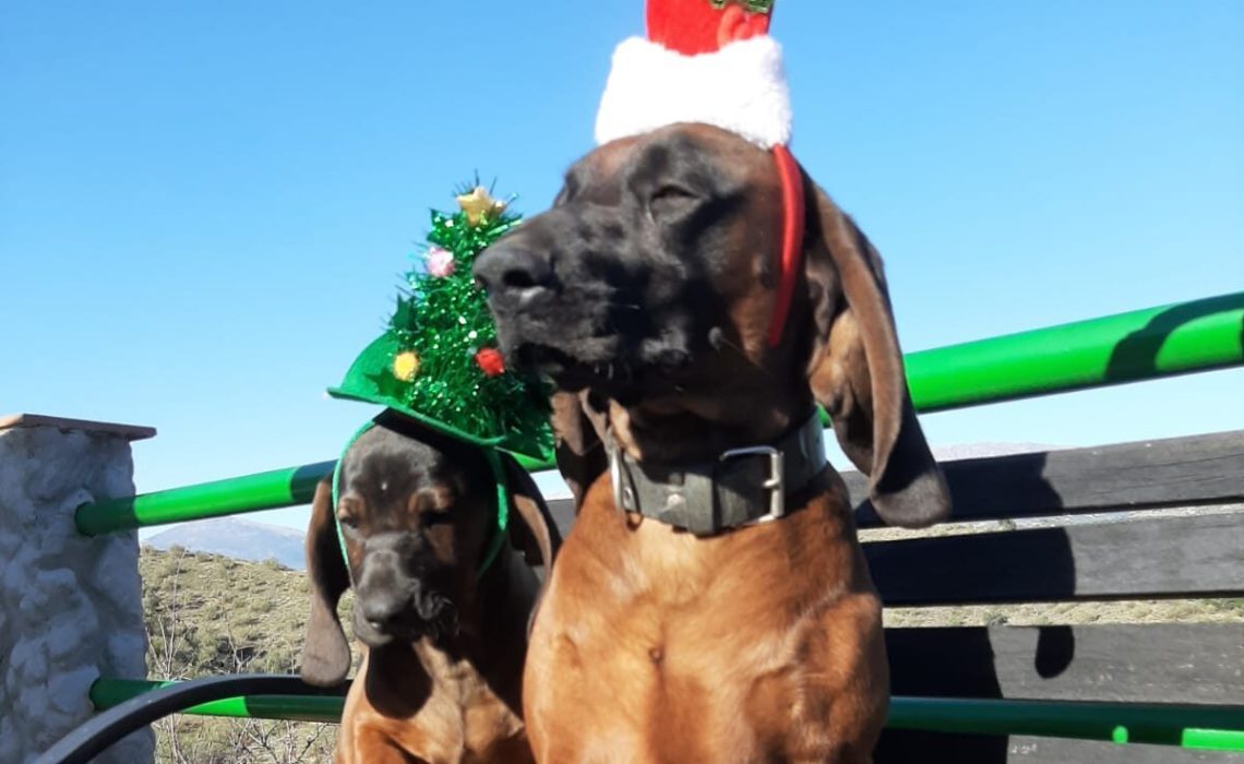 Navidad3