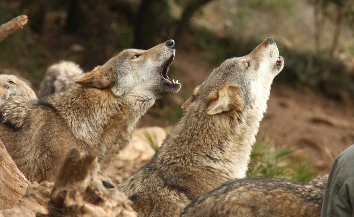 lobos