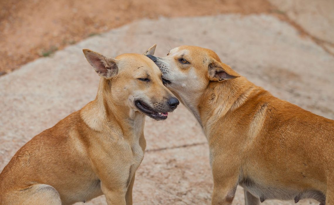 Perro quitando parásitos a otro