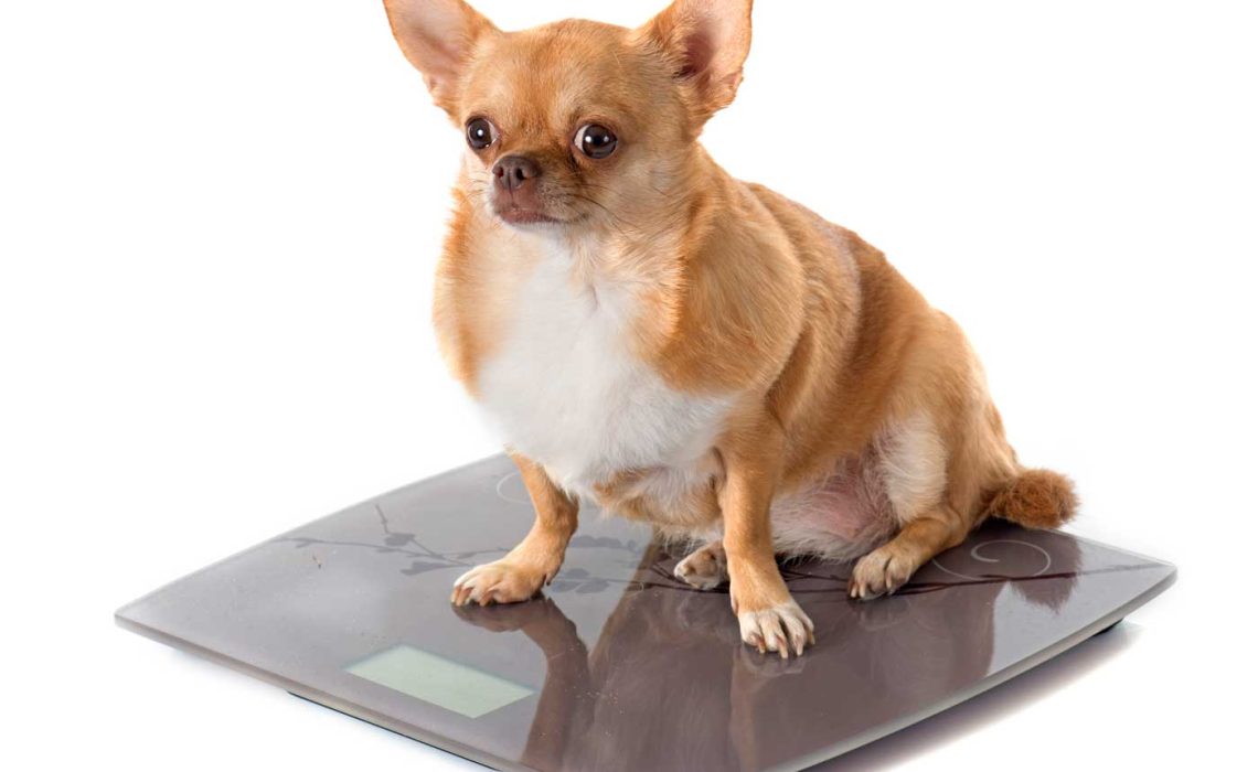 perro-gordo