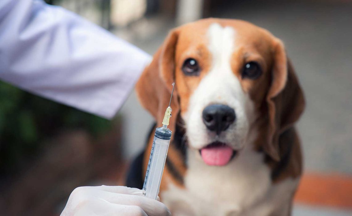 perro-veterinario